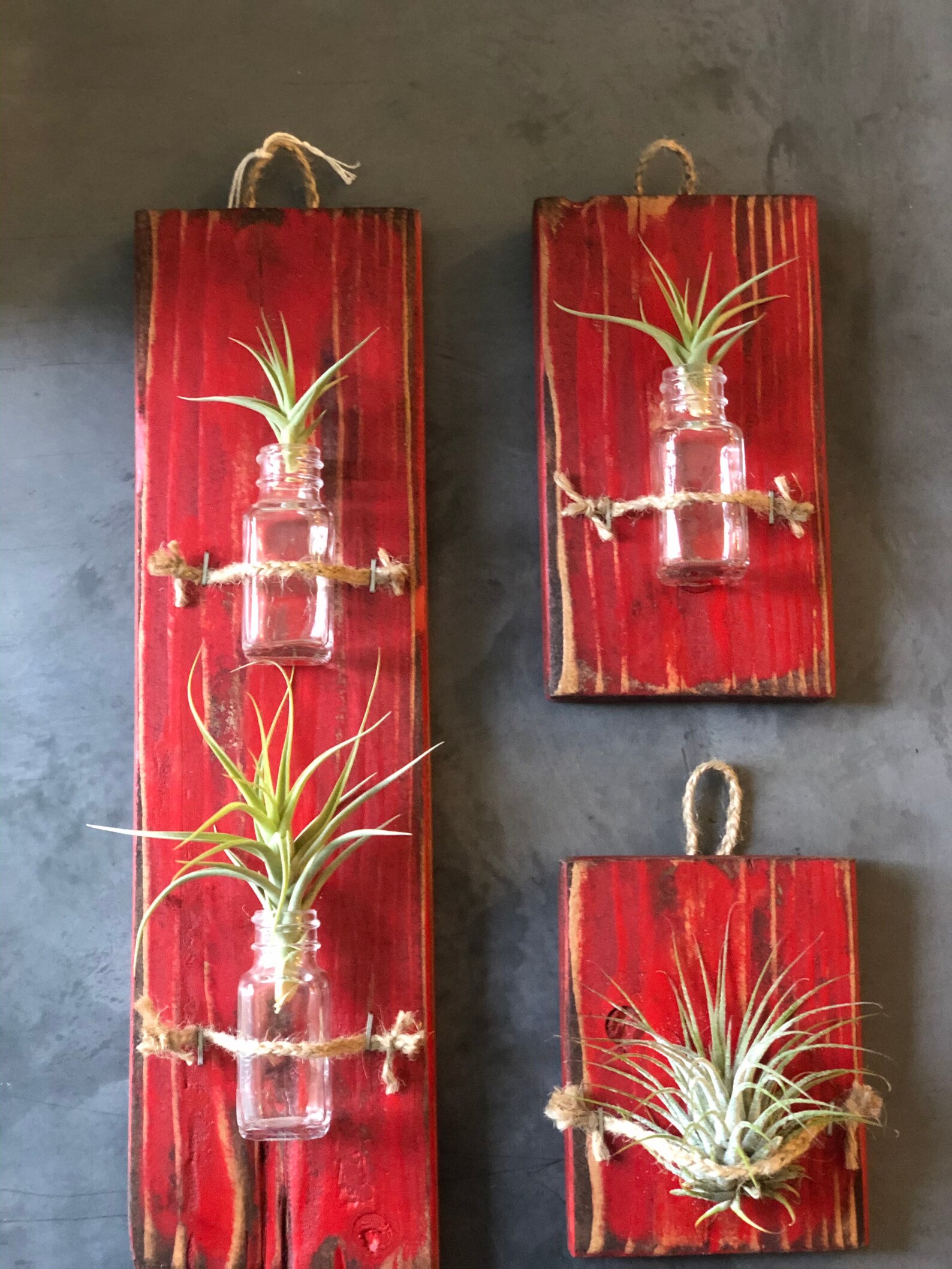 Trio of Air Plants Wall Decor Etsy