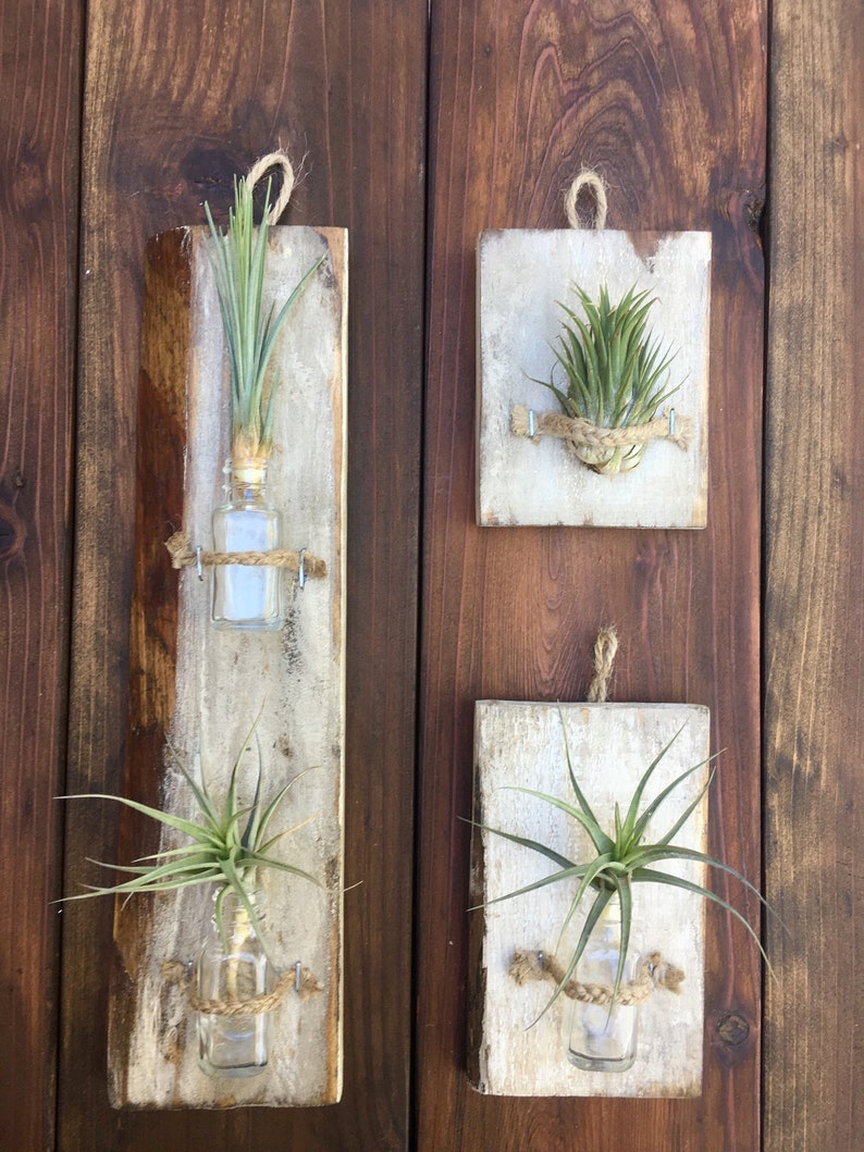 Trio of air plants wall decor Etsy