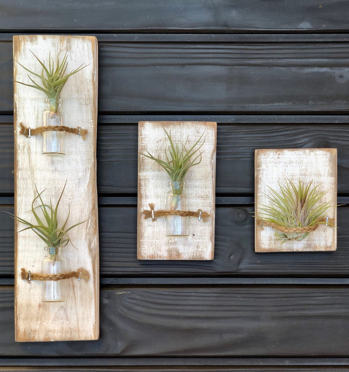 Trio of Air Plants Wall Decor Etsy