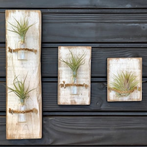 Trio of air plants wall decor