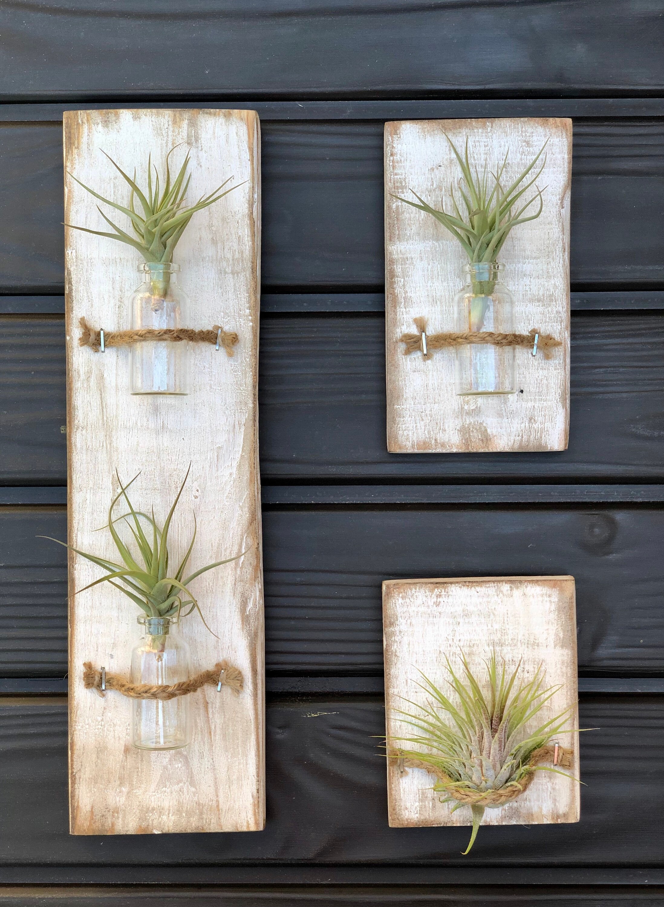 Gorgeous Where Can I Buy Air Plants Picture Collection Gorgeous Where Can I Buy Air Plants Picture Collection