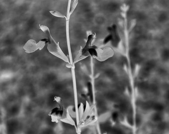 Floral Photo| Flowers | Photography | X-Ray Photograph | Wall Decor | Photography Print | Nature Photos | Monotone Photograph