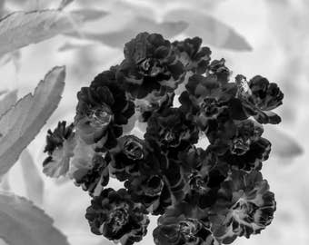 Floral Photograph | Photography | Black & White | Home Decor | Art Prints | Wall Art | Nature Photography