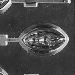 XX525 Erwachsenen Dame Lollipop Pralinenform