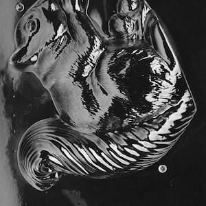 Puede incluir: Molde de plástico en blanco y negro con un diseño de ardilla. La ardilla se representa en posición sentada con la cola enroscada. El molde tiene un acabado brillante e incluye el texto "LIFE OF THE PARTY" y "FOR ADA 300 A".