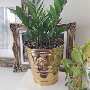 May include: A polished gold-toned metal planter with a tapered cylindrical shape and horizontal ribbed detailing. The planter features a decorative lion head emblem with a hanging ring on the front and contains a green Zamioculcas zamiifolia plant.