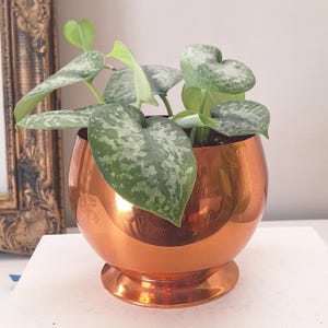 May include: A copper-coloured plant pot with a rounded shape and a small pedestal base. It contains a green plant with large, heart-shaped leaves speckled with silver. The plant is a houseplant, bringing a natural element to the home.