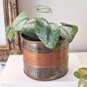 May include: A houseplant in a copper and brass planter. The plant has large, heart-shaped leaves with green and silver patterns. The planter has a hammered texture on the top and bottom sections, with a smooth copper band in the middle.
