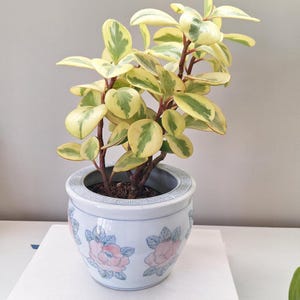 Vintage Chinoiserie small planter plant pot pink rose floral flower design blue and white scrolls indoor outdoor house plant cache cover pot