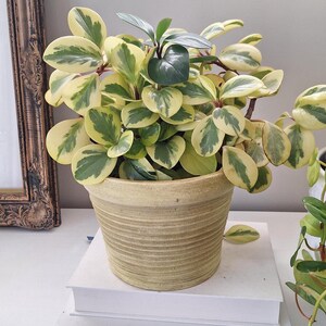 Vintage yellow Plant Pot planter Aged Crock with Handles