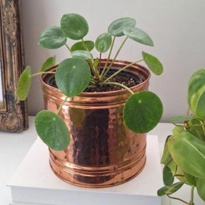 May include: A Pilea peperomioides plant with round, green leaves growing in a cylindrical, hammered copper-coloured metal pot. The plant features multiple stems extending from the soil, and the pot has a reflective, metallic finish with horizontal ridges.
