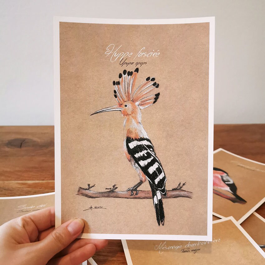 Affichette Illustrée Huppe Fasciée A5 Oiseau Affiche Naturaliste Décoration d'intérieur