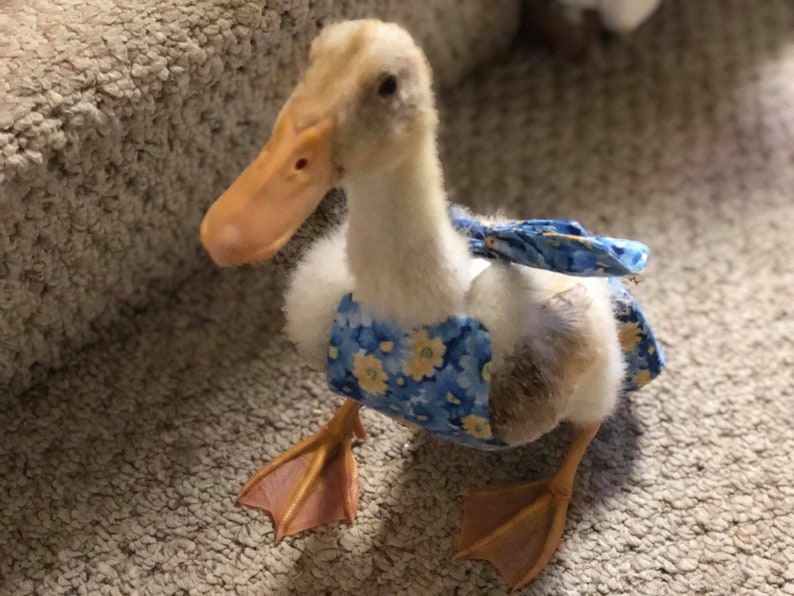 Duckling diapers made to order Etsy