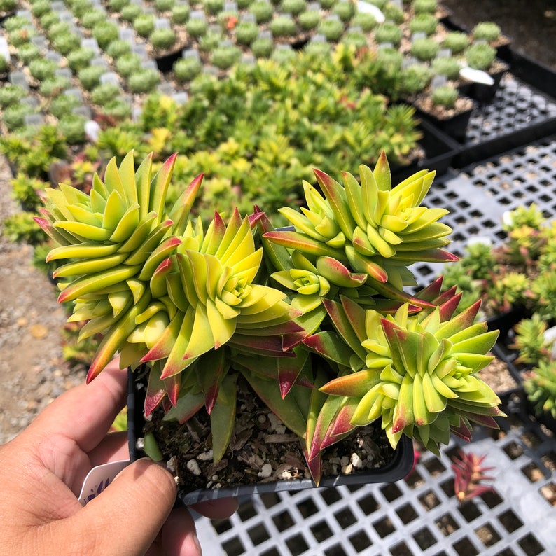 Crassula capitella /'Red Pagoda/' Succulent