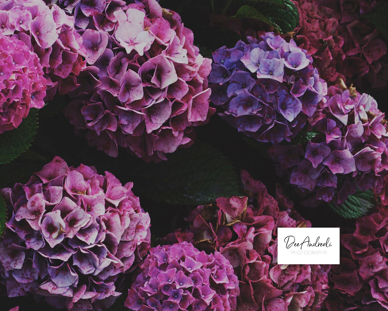 PURPLE HYDRANGEA Flowers Stock Photo Stock Photography - Etsy