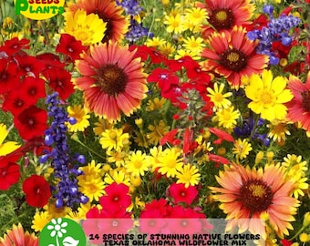 Texas Oklahoma Wildflower Seed Mix: 14 Species Native Blooms