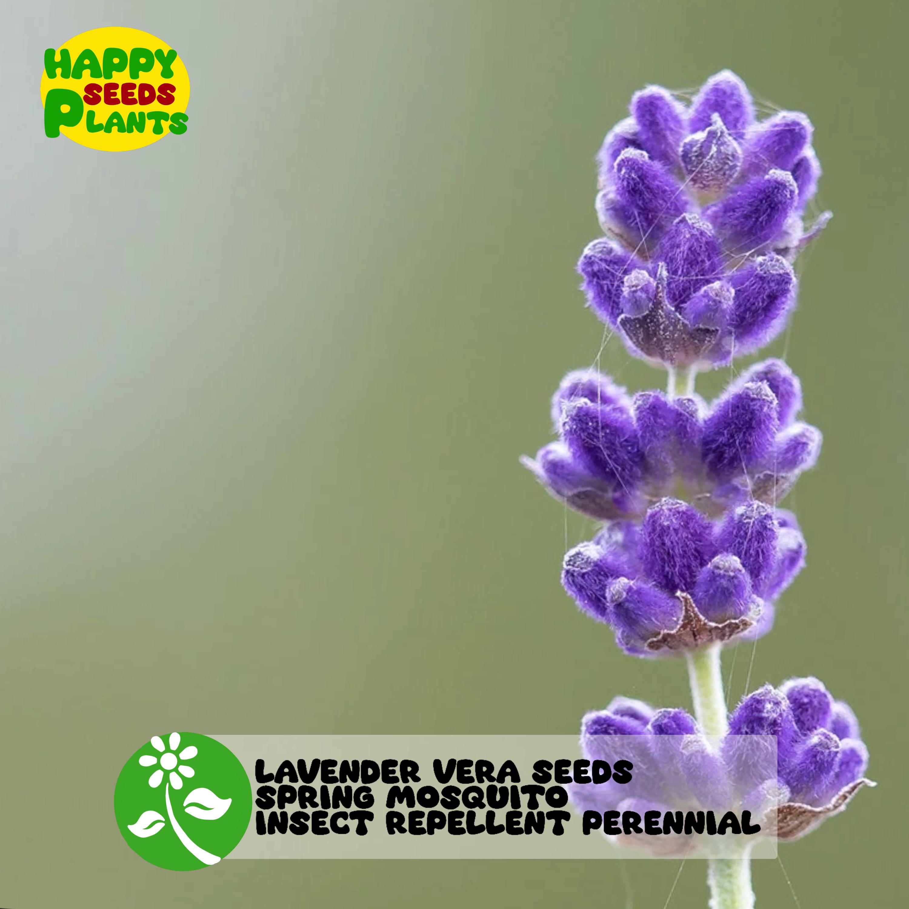 rubber fig indoor plants Rubber Plant | Ficus Elastica Abidjan | Buy Plants Online