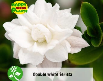 Double White Serissa Bonsai Tree: Live "Tree of a Thousand Stars" - 2.5" Pot