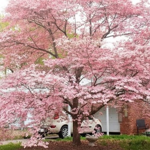 May include: A large tree in full bloom with pink flowers dominates the scene. The tree is in front of a house with a white exterior and a red brick chimney. A white car is parked under the tree, and the lawn is green.