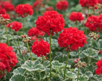 25+ Wilhelm Langguth Geranium Seeds | Hardy Perennial Garden Flower
