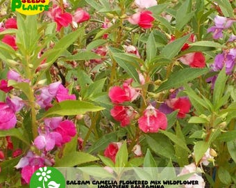 Balsam Camelia Flowered Mix Wildflower, Impatiens Balsamina