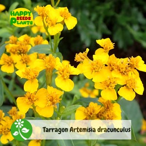 200+ Tarragon Seed Seeds (Artemisia dracunculus)