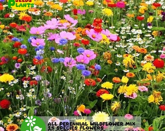 15 Species Flowers All Perennial Wildflower Seed Mix 1/4 Lb
