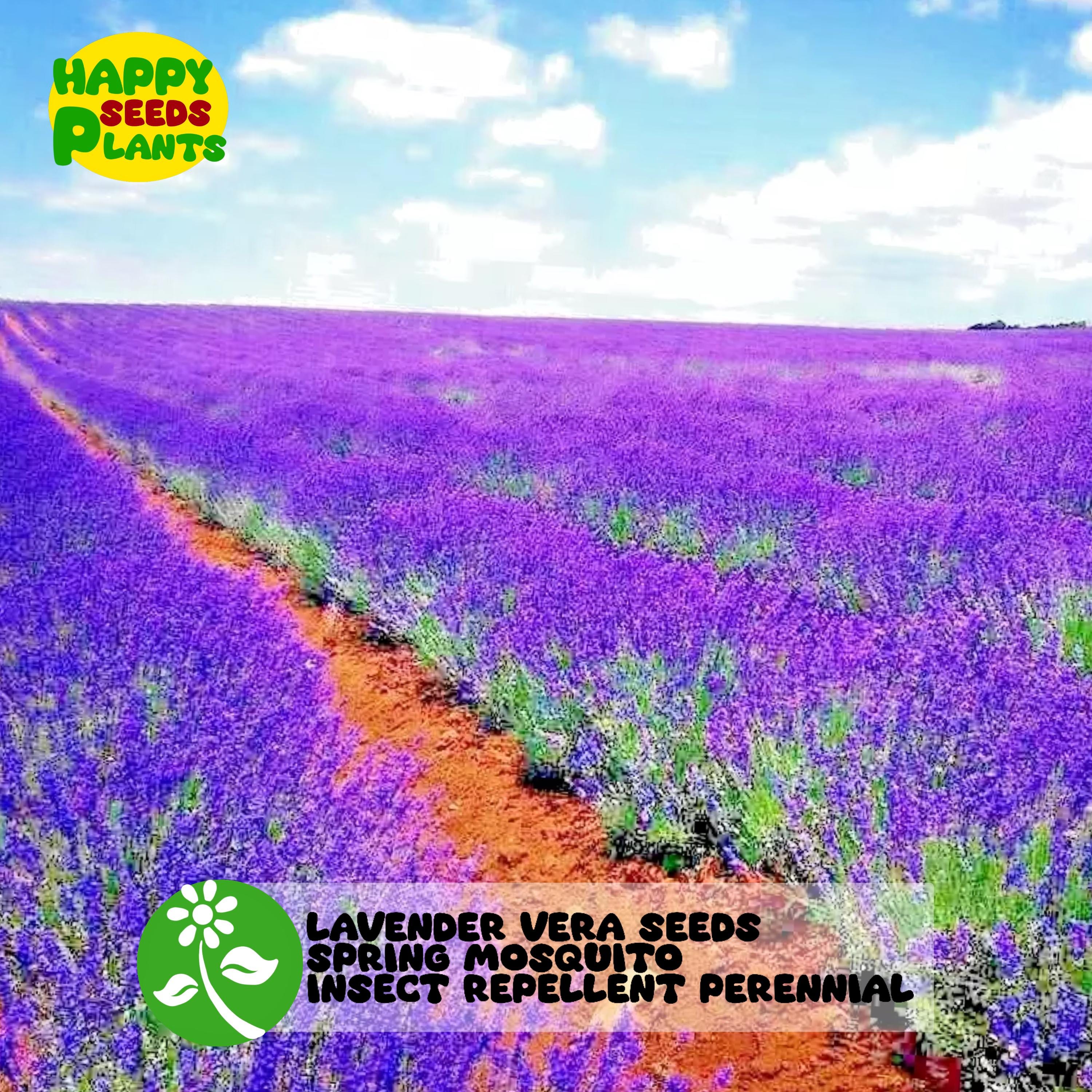 1200+ Lavender Vera Seeds Spring Mosquito Insect REPELLENT PERENNIAL - Etsy