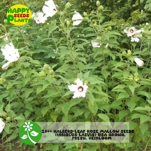 May include: A lush bush of Halberd-leaf Rose Mallow plants with large white flowers and dark red centers. The image includes the text "HAPPY SEEDS PLANTS" and "10++ HALBERD-LEAF ROSE MALLOW SEEDS (HIBISCUS LAEVIS) USA GROWN, FRESH, HEIRLOOM."