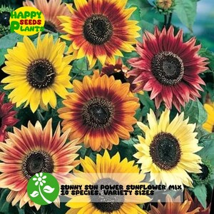 10 Species, Variety Sizes Sunny Sun Power Sunflower