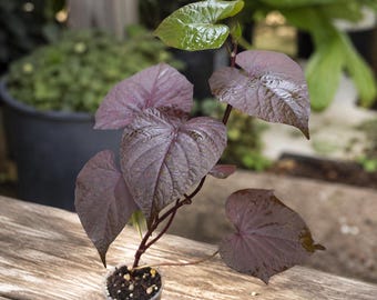 1 planta de batata ornamental Caroline Vine, Ipomoea Batatas, planta trepadora ornamental de jardín, enredadera con raíces de 3 o más nudos.