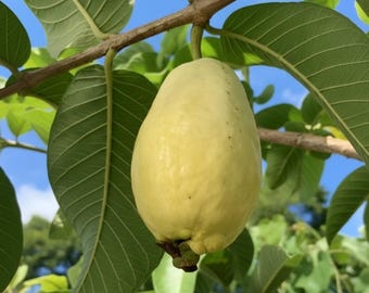 50+ Egyptian Yellow Guava Seeds | Sweet, Aromatic Fruit for Your Garden | Rare & Exotic