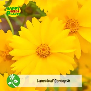 50++ Lanceleaf Coreopsis Seeds (Coreopsis lanceolata)