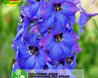 200+ Penstemon Seeds Hummingbird Mix Spring Perennial Beardtongue Flower Bees
