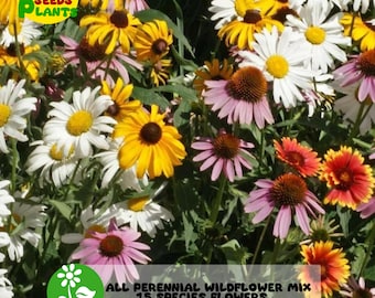 1 Ounce 15 Species Flowers All Perennial Wildflower Mix,