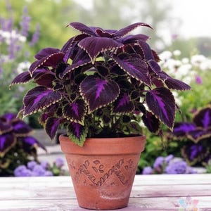 Flowerless Plants - Etsy