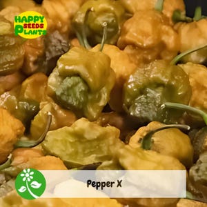 25+ Pepper X Seeds for Extremely Spicy Garden Planting