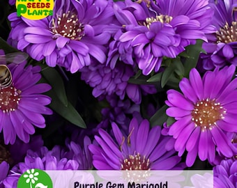 25+ Purple Gem Marigold Seeds | Unique Garden Flowers for Summer Color