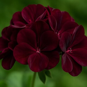 Puede incluir: Primer plano de un grupo de flores de geranio de color burdeos intenso. Los p&eacute;talos son aterciopelados y est&aacute;n completamente abiertos, revelando un delicado centro rosado. El fondo es un verde suave y borroso, que resalta el rico color de las flores.