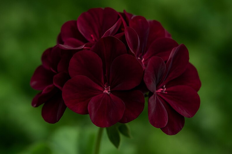 Puede incluir: Primer plano de un grupo de flores de geranio de color burdeos intenso. Los p&eacute;talos son aterciopelados y est&aacute;n completamente abiertos, revelando un delicado centro rosado. El fondo es un verde suave y borroso, que resalta el rico color de las flores.