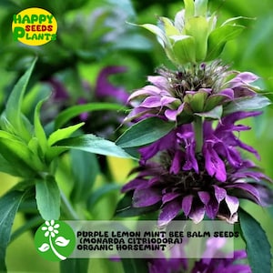 100+ PURPLE Lemon Mint Bee Balm Seeds (Monarda citriodora) Organic Horsemin