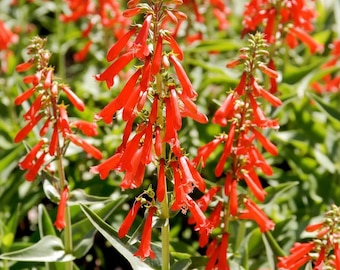 Red Firecracker Penstemon Seeds: Hummingbird & Butterfly Garden Perennial