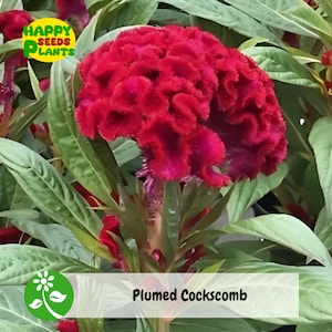 50 RED Plumed Cockscomb Flower Seeds (Celiosa crystata)