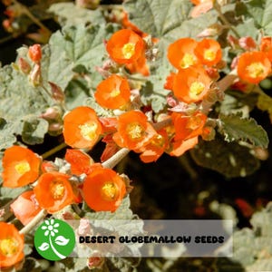 30 seeds Sphaeralcea Emoryi Desert Globemallow Seeds