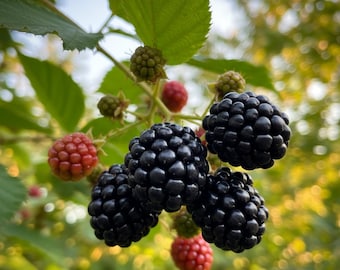 May include: Close-up of a blackberry branch with ripe and unripe berries. The ripe blackberries are a deep, shiny black, while the unripe ones are red and green. Green leaves and stems are also visible.