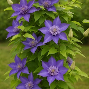 May include: A vertical image of a climbing plant with vibrant purple clematis flowers. The flowers have multiple petals and a textured center. The plant also features green leaves and unopened buds, set against a blurred green background.