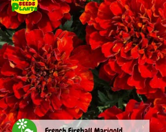 25+ French Fireball Marigold Seeds for Garden Planting