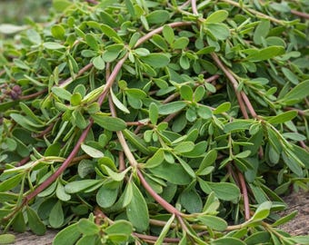 Semillas de verdolaga verde: una hortaliza de hoja tradicional / Más de 1400 semillas