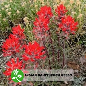 200+ Castilleja Agustifolia Indian Paintbrush seeds