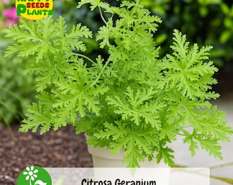 25+ Citrosa Geranium Seeds | Natural Mosquito Repellent Garden Plant